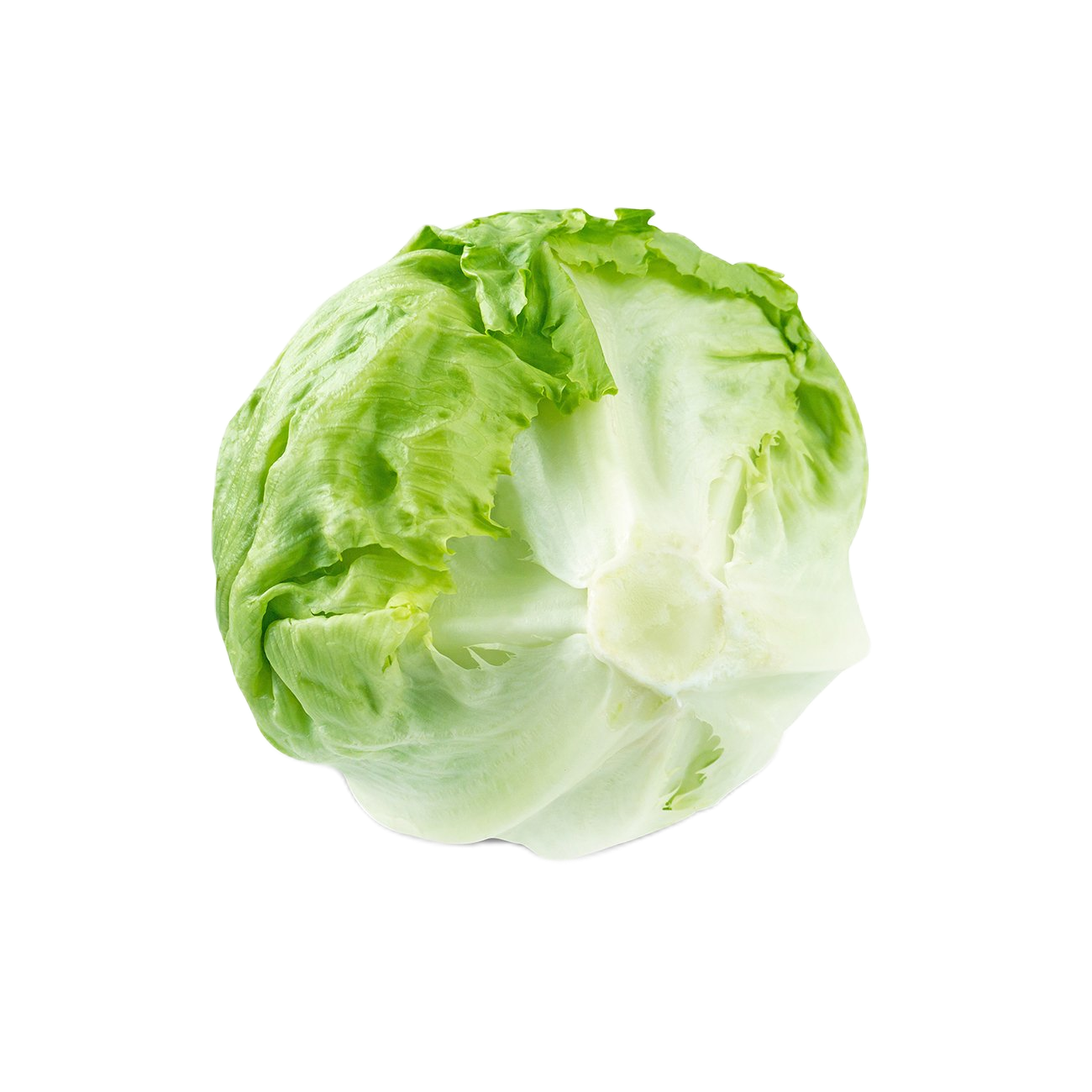 Lettuce Iceberg