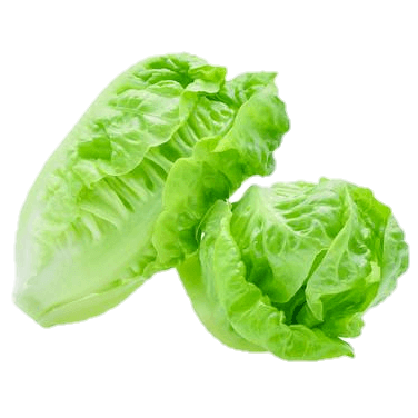 Cos Lettuce ( twin pack )