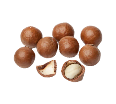 Macadamia